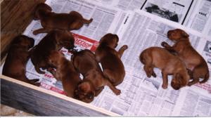 8_puppies