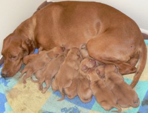 10 puppies