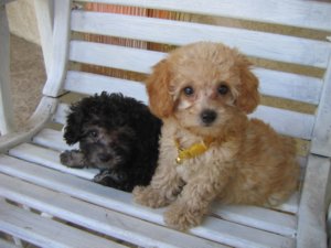 micro-poodles